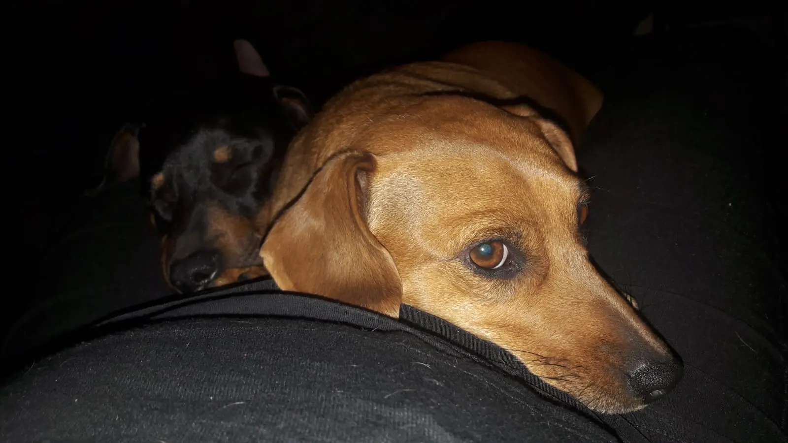 Pet enjoying cuddles