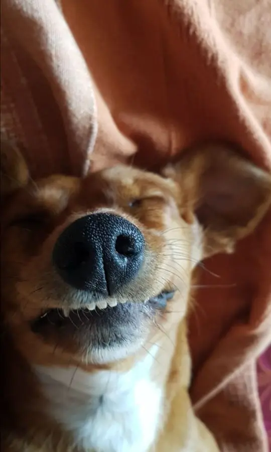 Bella