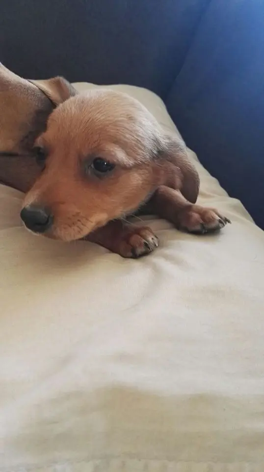 Happy pet at home