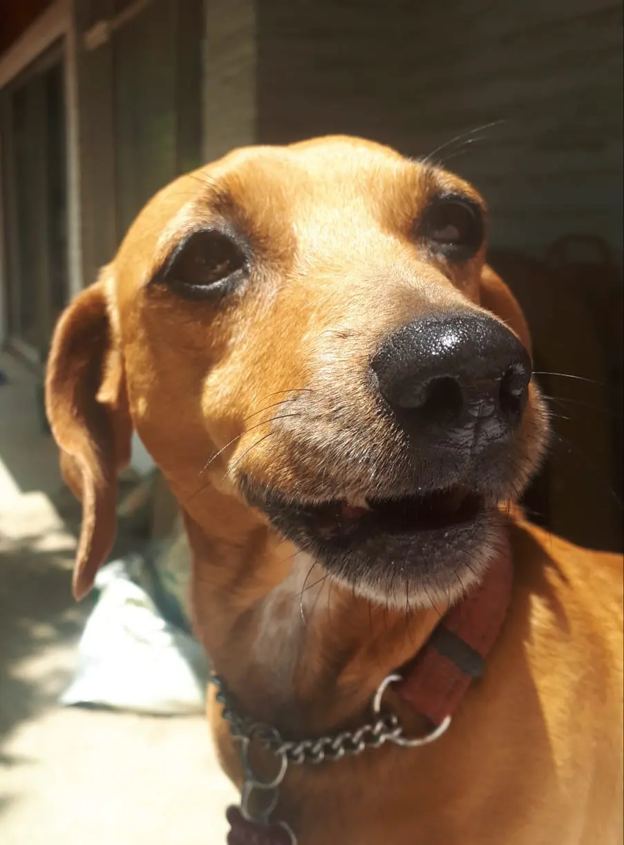 Happy dog relaxing at home