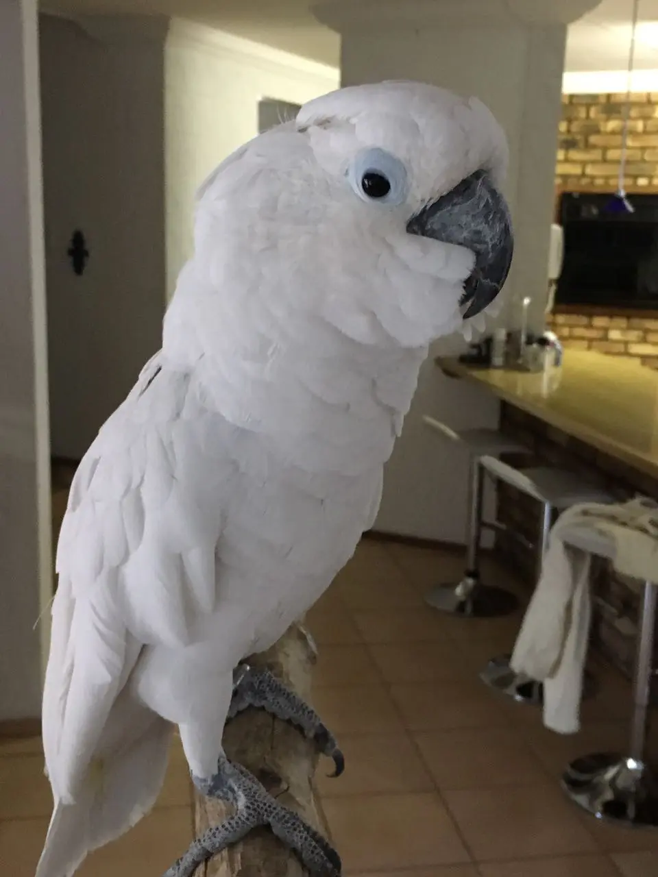 Trusted in-home pet sitting