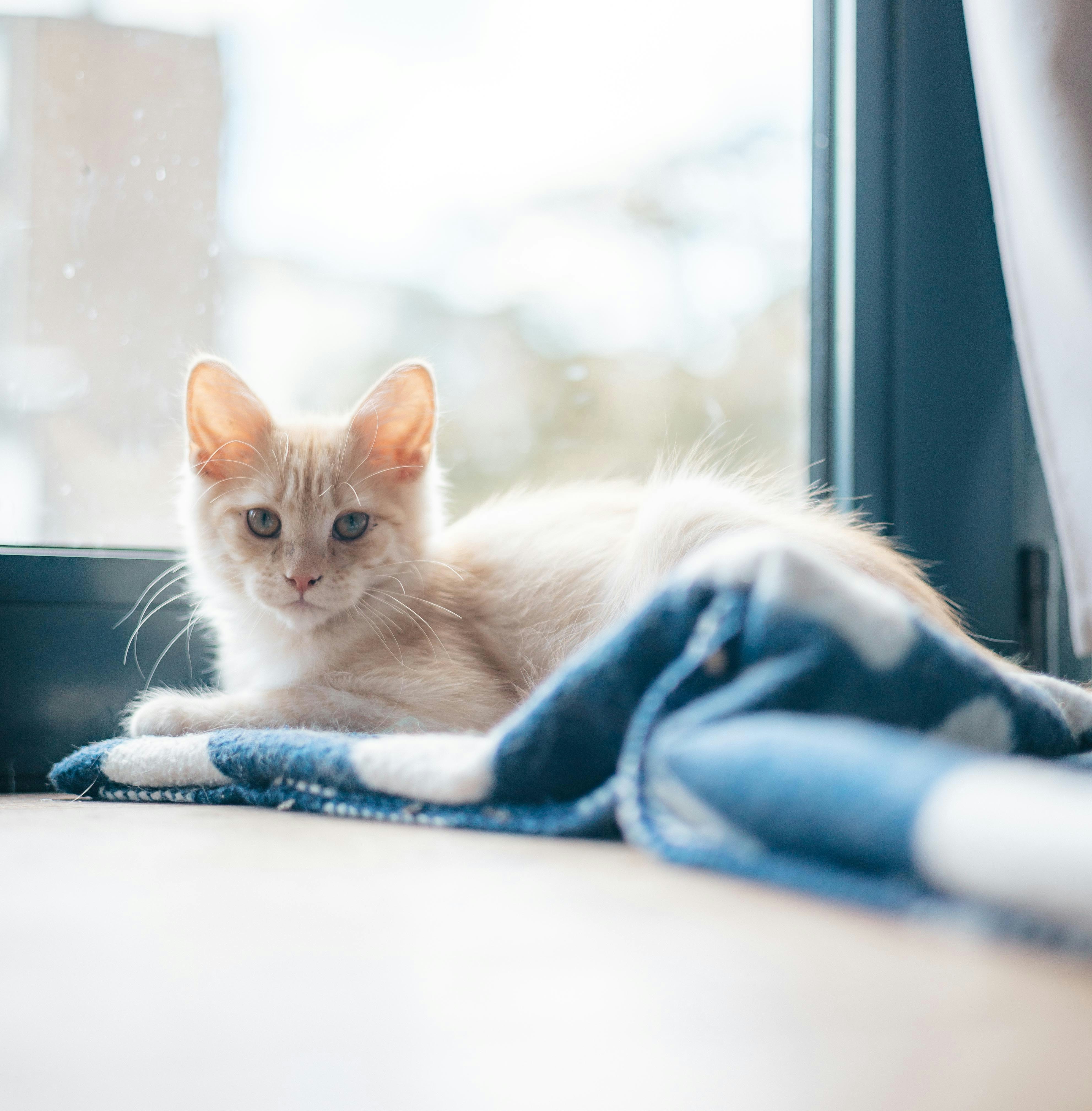 Calm, happy pet resting at home